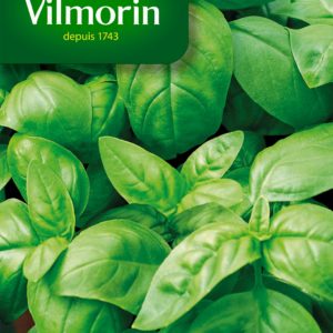 Vilmorin - Basilic grand vert