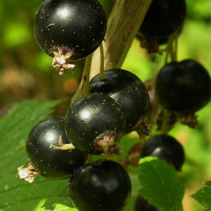 Cassis Noiroma: Pots de 1 Litre