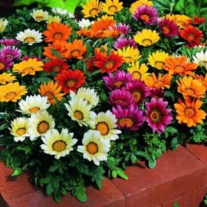 Gazania en Mélange: Barquette de 6