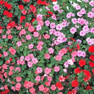 Impatiens en Mélange: Barquette de 10 plants