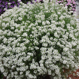 Lobularia Blanc: Barquette de 6 plants