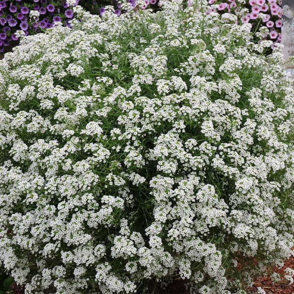Lobularia Blanc: Barquette de 6 plants