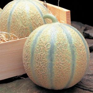 Plant Melon