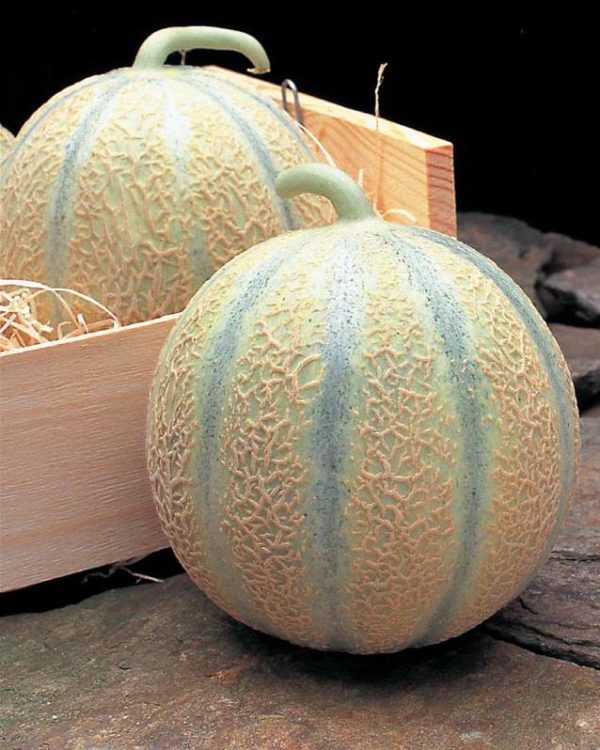 Plant Melon