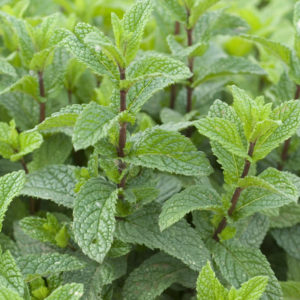 Plant Menthe verte mojito