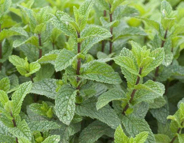 Plant Menthe verte mojito