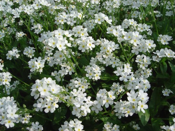Myosotis blanc: Barquette de10 plants