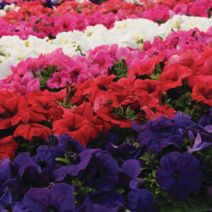 Pétunia en Mélange: Barquette de 10 plants