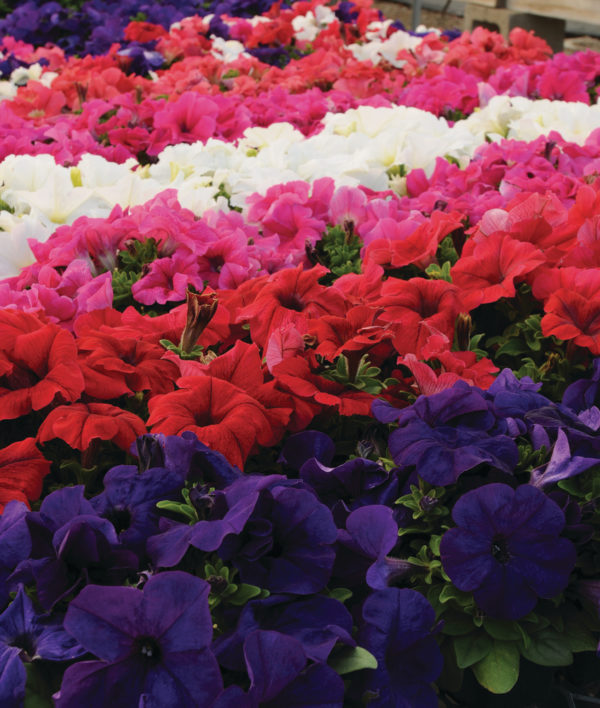 Pétunia en Mélange: Barquette de 10 plants
