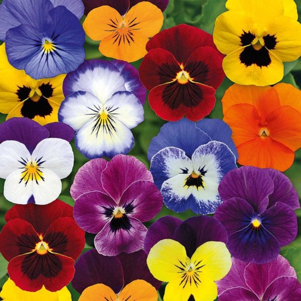 Viola Cornuta en Mélange: Barquette de 10 plants