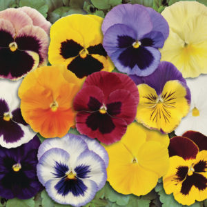 Pensée en Mélange: Barquette de 10 plants