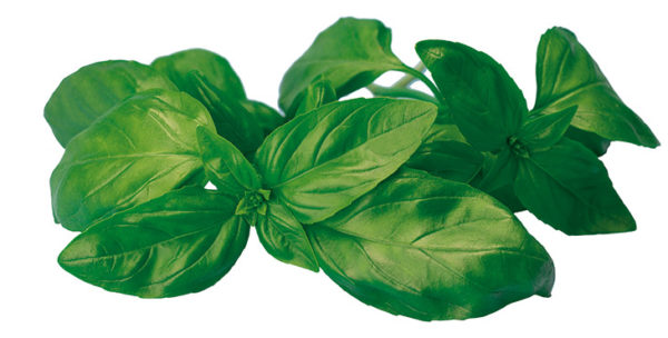 Plant Basilic loki