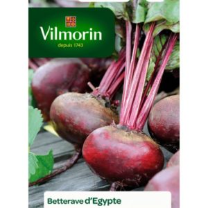 Vilmorin - Betterave noire egypte
