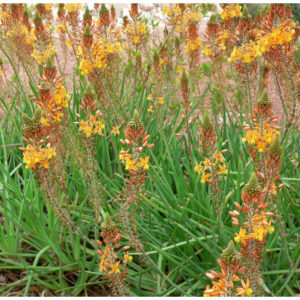 Plant Bulbine medicus