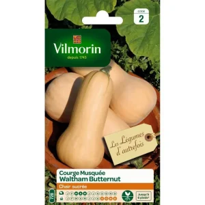 Vilmorin - Courge butternuts