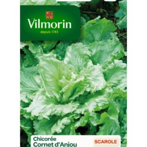 Vilmorin - Chicorée scarole Cornet d'anjou