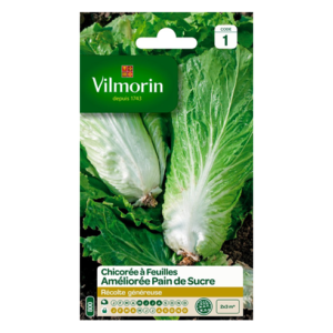 Vilmorin - Chicorée améliorée pain de sucre