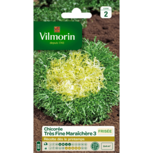 Vilmorin - Chicorée très fine maraîchère 3