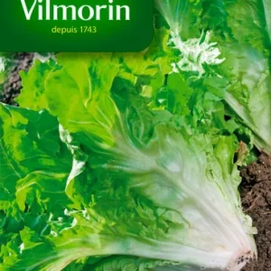 Vilmorin - Chicorée scarole Cornet de bordeaux
