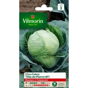Vilmorin - Chou cabus tête de pierre hf1