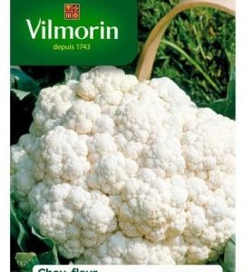 Vilmorin - Chou fleur merveille de toutes saisons