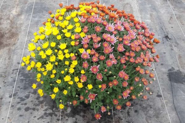 Chrysanthèmes Pomponette Coupe 3 couleurs