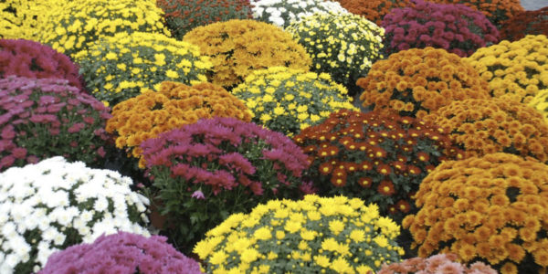 Chrysanthèmes Pomponette