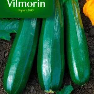 Vilmorin - Courgette verte noire maraichère