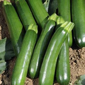 Plant Courgette