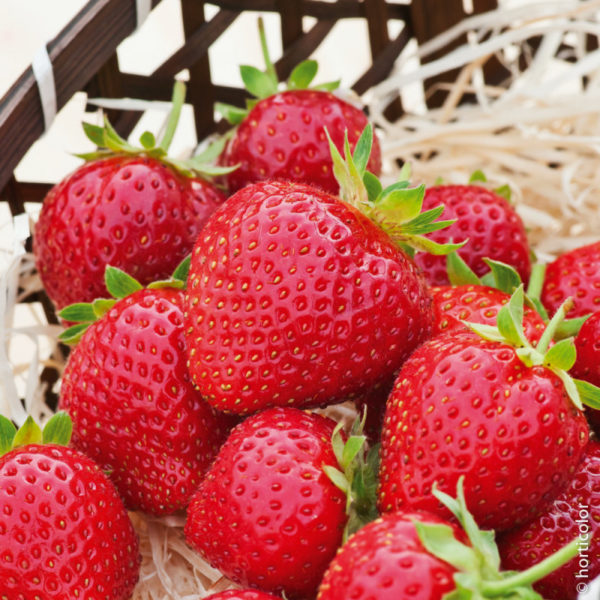 Plant Fraisier Charlotte