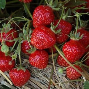 Plant Fraisier Gento