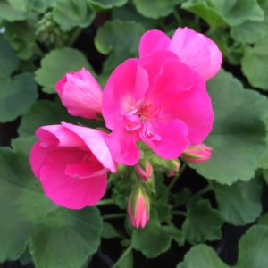 Géranium rose: Barquette de 6 plants