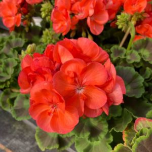 Géranium rouge: Barquette de 6 plants
