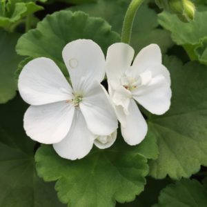Géranium Blanc: Barquette de 6 plants