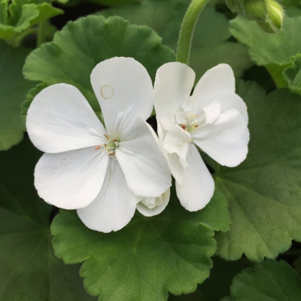 Géranium Blanc: Barquette de 6 plants
