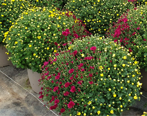 Chrysanthèmes Pomponette Gros pots 3 couleurs
