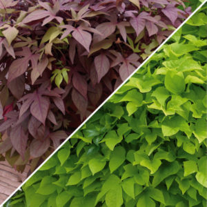 Ipomée Verte: Barquette de 6 plants