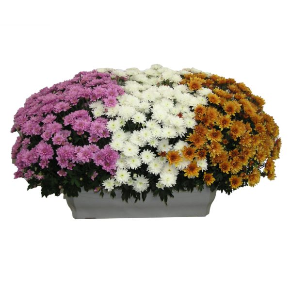 Chrysanthèmes Pomponette Jardinière 3 couleurs