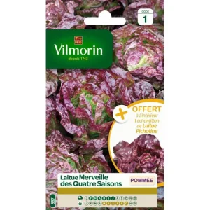 Vilmorin - Laitue pommée Merveille des 4 saisons