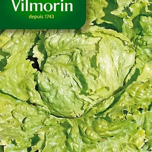 Vilmorin - Laitue batavia Blonde de paris