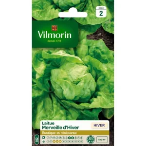 Vilmorin - Laitue d'hiver Merveille d'hiver