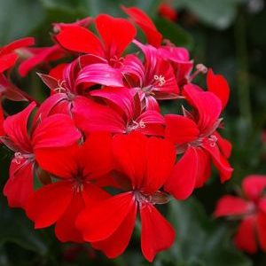 Lierre Balcon rouge: Barquette de 10 plants