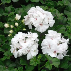 Lierre Double blanc: Barquette de 6 plants