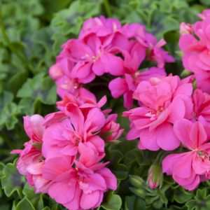 Lierre Double rose: Barquette de 6 plants