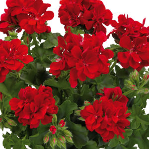 Lierre Double rouge: Barquette de 6 plants
