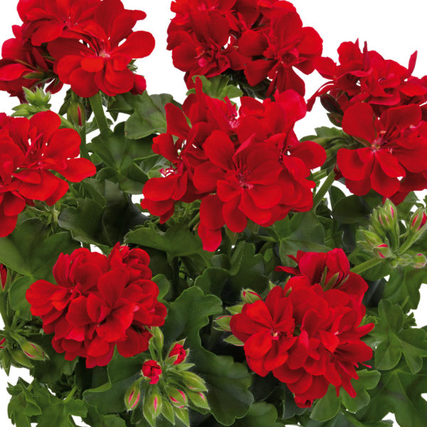 Lierre Double rouge: Barquette de 6 plants