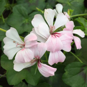 Lierre Balcon blanc: Barquette de 10 plants