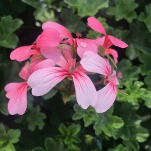 Lierre Balcon rose: Barquette de 10 plants
