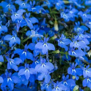 Lobelia Bleu: Barquette de 6 plants