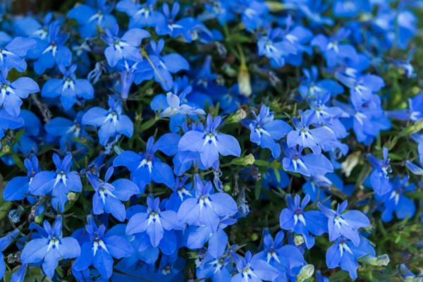 Lobelia Bleu: Barquette de 6 plants